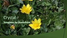  Presentation with spring - Colorful theme enhanced with lesser-celandine-wild-flowers backdrop and a tawny brown colored foreground