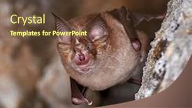  Presentation with bat mitzvah - Cool new PPT layouts with lesser-horseshoe-bat-rhinolophus-hipposideros backdrop and a tawny brown colored foreground