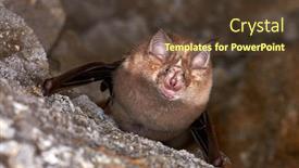  Presentation with cave - PPT theme consisting of lesser-horseshoe-bat-rhinolophus-hipposideros background and a tawny brown colored foreground