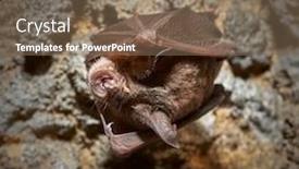  Presentation with cave - Presentation theme with lesser-horseshoe-bat-rhinolophus-hipposideros background and a violet colored foreground