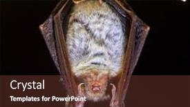  Presentation with cave - Slides featuring lesser-horseshoe-bat-rhinolophus-hipposideros background and a tawny brown colored foreground