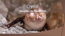  Presentation with cave - PPT layouts having lesser-horseshoe-bat-rhinolophus-hipposideros background and a violet colored foreground