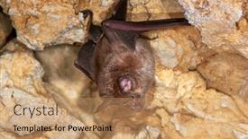  Presentation with cave - Audience pleasing slide deck consisting of lesser-horseshoe-bat-rhinolophus-hipposideros backdrop and a coral colored foreground