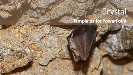  Presentation with cave - PPT theme featuring lesser-horseshoe-bat-rhinolophus-hipposideros background and a coral colored foreground