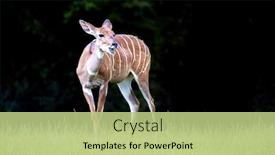  Presentation with dark forest - Audience pleasing slide deck consisting of lesser-kudu-female-tragelaphus-imberbis backdrop and a mint green colored foreground