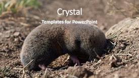  Presentation with rat - Theme consisting of lesser mole rat nannospalax leucodon background and a gray colored foreground