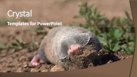 Presentation with rat - PPT layouts consisting of lesser mole rat nannospalax leucodon background and a coral colored foreground