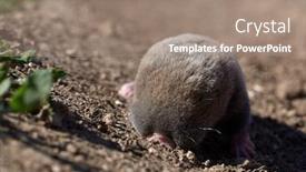  Presentation with rat - Amazing PPT layouts having lesser-mole-rat-nannospalax-leucodon backdrop and a coral colored foreground