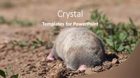  Presentation with rat - Presentation theme having lesser-mole-rat-nannospalax-leucodon background and a coral colored foreground