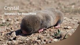  Presentation with rat - Colorful presentation theme enhanced with lesser-mole-rat-nannospalax-leucodon backdrop and a coral colored foreground