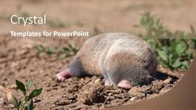  Presentation with rat - Colorful presentation theme enhanced with lesser-mole-rat-nannospalax-leucodon backdrop and a coral colored foreground