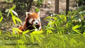  Presentation with red panda - Colorful slide deck enhanced with lesser panda in bamboo leaves backdrop and a gold colored foreground