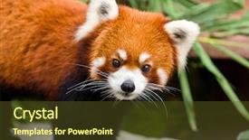  Presentation with red panda - Amazing PPT theme having lesser panda backdrop and a tawny brown colored foreground