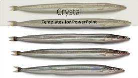  Presentation with white sand - Slide set having lesser-sand-eels-on-white background and a mint green colored foreground