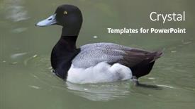  Presentation with wildlife - Presentation featuring lesser-scaup-aythya-affinis-wildlife background and a gray colored foreground