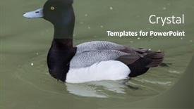  Presentation with wildlife conservation - Beautiful presentation design featuring lesser-scaup-aythya-affinis-wildlife backdrop and a gray colored foreground
