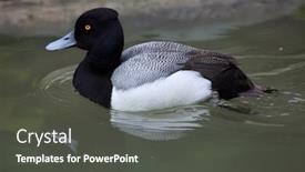  Presentation with wildlife - Colorful presentation theme enhanced with lesser-scaup-aythya-affinis-wildlife backdrop and a dark gray colored foreground