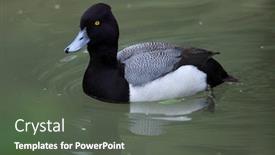  Presentation with wildlife - Audience pleasing PPT layouts consisting of lesser-scaup-aythya-affinis-wildlife backdrop and a dark gray colored foreground