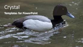  Presentation with wildlife - Theme enhanced with lesser-scaup-aythya-affinis-wildlife background and a dark gray colored foreground