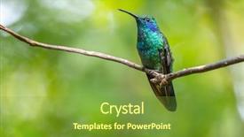  Presentation with costa rica - Audience pleasing theme consisting of lesser violetear colibri cyanotus hummingbird backdrop and a tawny brown colored foreground