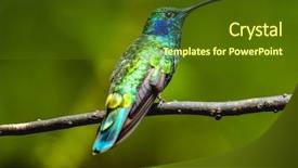  Presentation with costa rica - Beautiful slides featuring lesser violetear colibri cyanotus hummingbird backdrop and a tawny brown colored foreground