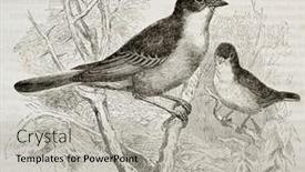  Presentation with old - Presentation design having lesser-whitethroat-old-illustration-sylvia background and a light gray colored foreground