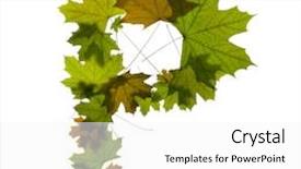  Presentation with green maple leaves - Slides enhanced with letter p from green maple leaves background and a white colored foreground