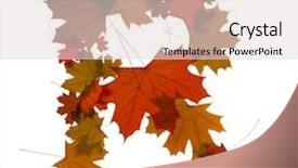  Presentation with maple - Presentation enhanced with letter r from red autumn maple leaves background and a light gray colored foreground