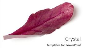 Presentation with lettuce - Colorful PPT layouts enhanced with leafy - lettuce chard leaf salad handful backdrop and a white colored foreground