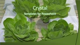  Presentation with lettuce - Amazing slide deck having lettuce from plastic hydroponic pillars backdrop and a tawny brown colored foreground