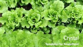  Presentation with soil strucutre - Slides consisting of lettuce growing in the soil background and a seafoam green colored foreground