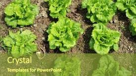  Presentation with soil - PPT theme enhanced with lettuce growing in the soil background and a gold colored foreground