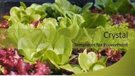  Presentation with agriculture - Beautiful slide set featuring lettuce in garden at roof backdrop and a gold colored foreground