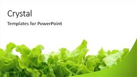  Presentation with lettuce - Colorful presentation theme enhanced with lettuce isolated on white background backdrop and a white colored foreground