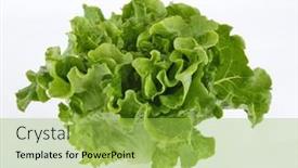  Presentation with green leaf - Presentation theme with lettuce-leaf-isolated-on-white background and a yellow colored foreground