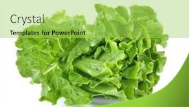  Presentation with green leaf - Presentation theme consisting of lettuce-leaf-isolated-on-white background and a yellow colored foreground