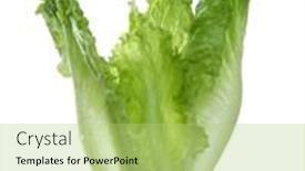  Presentation with green leaf - Presentation design consisting of lettuce-leaf-isolated-on-white background and a mint green colored foreground