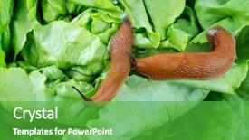  Presentation with lettuce - Cool new theme with garden eating a lettuce backdrop and a shamrock green colored foreground