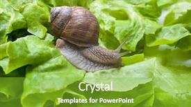  Presentation with snail - Slide set consisting of cochlea - slug eating a lettuce leaf background and a shamrock green colored foreground