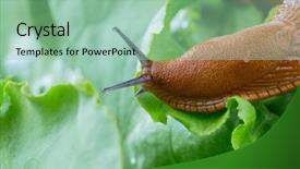  Presentation with eating - Beautiful slide set featuring garden eating a lettuce backdrop and a mint green colored foreground