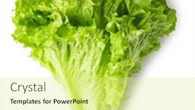  Presentation with lettuce - Beautiful PPT theme featuring lettuce-leaves-isolated-on-white backdrop and a blonde colored foreground