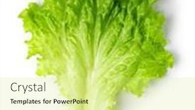  Presentation with lettuce - Cool new PPT theme with lettuce-leaves-isolated-on-white backdrop and a yellow colored foreground