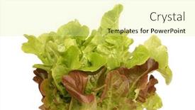  Presentation with lettuce - Audience pleasing presentation theme consisting of lettuce-leaves-organic-vegetable-isolated backdrop and a blonde colored foreground