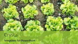  Presentation with lettuce - Slide deck having lettuce-leaves-planting-in-farmers background and a yellow colored foreground