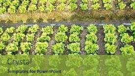  Presentation with lettuce in the vegetable garden - Cool new slide deck with lettuce-leaves-planting-in-farmers backdrop and a gold colored foreground