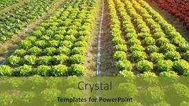  Presentation with lettuce - PPT theme enhanced with lettuce-leaves-planting-in-farmers background and a gold colored foreground