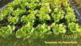  Presentation with lettuce - Amazing slide set having lettuce-leaves-planting-in-farmers backdrop and a tawny brown colored foreground