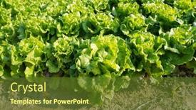  Presentation with lettuce - Presentation design consisting of lettuce-leaves-planting-in-farmers background and a tawny brown colored foreground