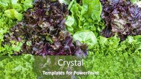  Presentation with lettuce - Presentation theme featuring lettuce-market-in-forcalquier-provence background and a tawny brown colored foreground