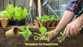  Presentation with vegetable garden - Amazing PPT theme having lettuce salad in the vegetable backdrop and a tawny brown colored foreground